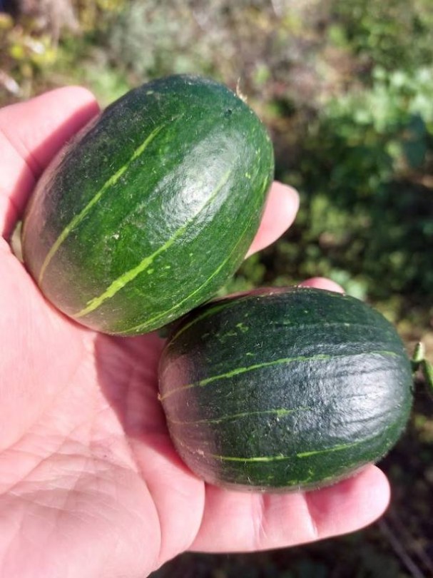 Dél-Afrikai Vad uborka, Cucumis sagittatus, uborka